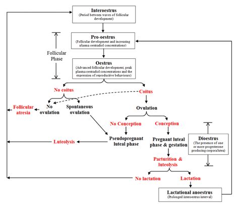 3 The oestrous cycle of felids that exhibit multiple periods of oestrus... | Download Scientific ...