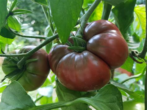 18 Black (Or Nearly Black) Tomato Varieties - Tomato Bible