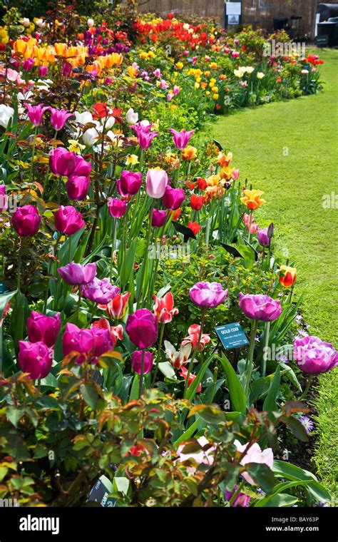 Many different varieties of brightly coloured tulips in a border at ...