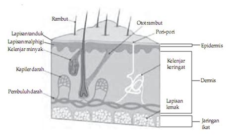 Lapisan Kulit Manusia – newstempo