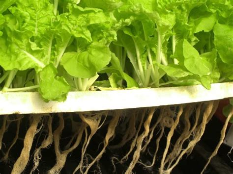 Hydroponic Farming in Canada: How to Start, Suitable Crops, Setup Cost, and Advantages