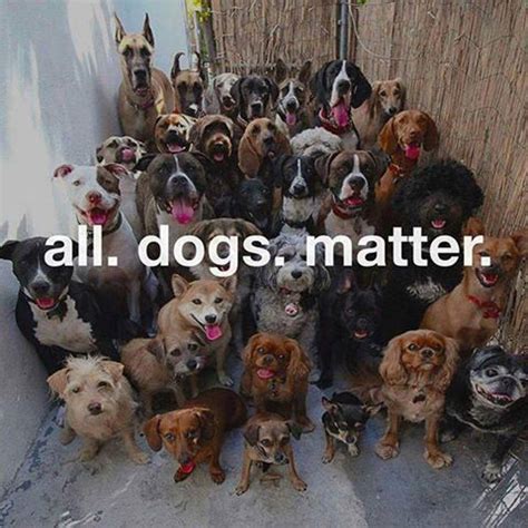 All dogs matter!! And all animals matter! #love #dogs #animals | Cute ...