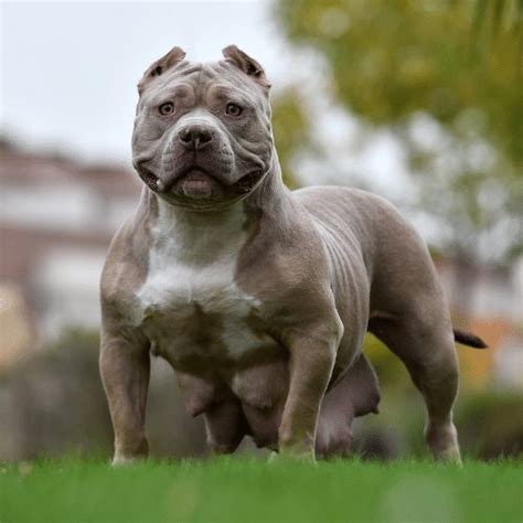 Pitbull Gotti Razor Edge – KeepingDog