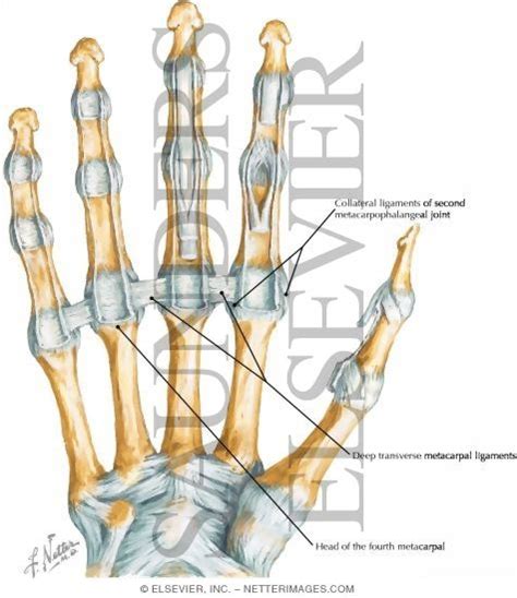 Metacarpophalangeal Joints