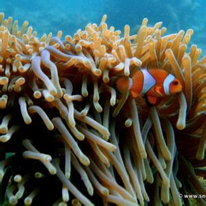 Snorkeling Maya Bay | Koh Phi Phi | Thailand