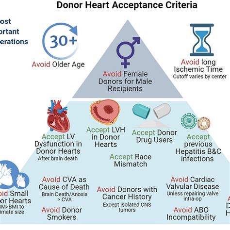 Heart Transplant Donor Selection Guidelines: Review and Recommendations