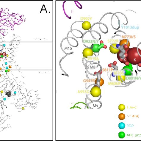 Structure of the Na, K-ATPase. A. Cartoon representation of the Na ...