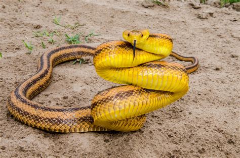 Yellow rat snake. | Josh Young | Flickr