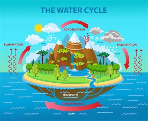 Free Vector | Water cycle process on earth - scientific