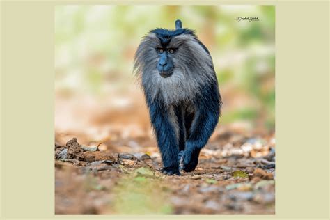 Valparai Wildlife Sanctuary | Birding Tours In South India