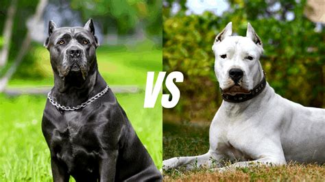 75+ Cane Corso Vs Dogo Argentino Size Picture - Codepromos