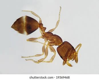 96 Enlarged mandibles Images, Stock Photos & Vectors | Shutterstock