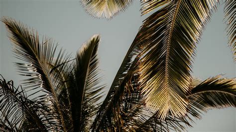 Wallpaper palm tree, branches, leaves hd, picture, image