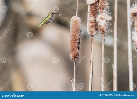 A Picture of a Female Anna`s Hummingbird Collecting Nesting Material ...