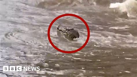 Australia floods: Swimming crocodile and wallaby captured as planes submerged - BBC News