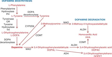 Figure 1, [Metabolic pathway of dopamine synthesis...]. - Parkinson’s Disease - NCBI Bookshelf