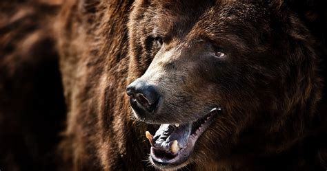 Grizzly Bear 4k - 4096x2160 Wallpaper - teahub.io