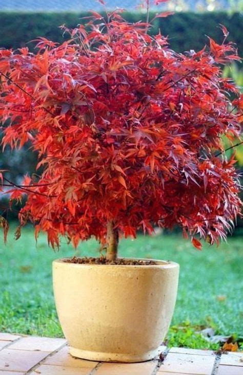 Dwarf Weeping Willow | Japanese maple tree, Small gardens