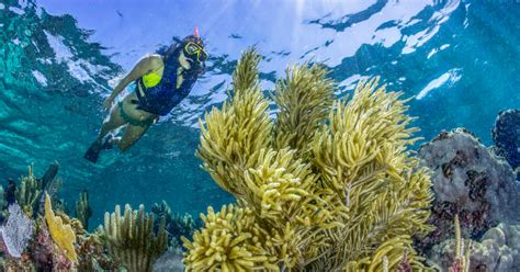 Puerto Morelos Snorkeling Tour