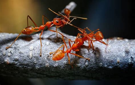 Ant Identification & Facts | Go-Forth Pest Control