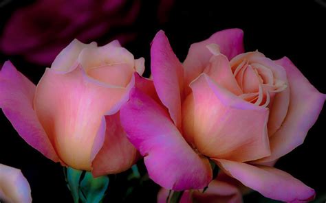 Blushing Roses - (explored) Flickr Explore #18 – Mar03,2013 by Jack o ...