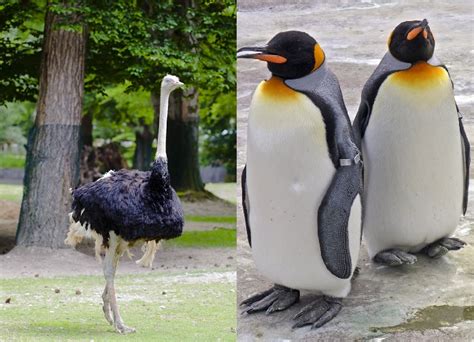 Why do flightless birds such as ostrich and emu have wings? - My Q/A Corner