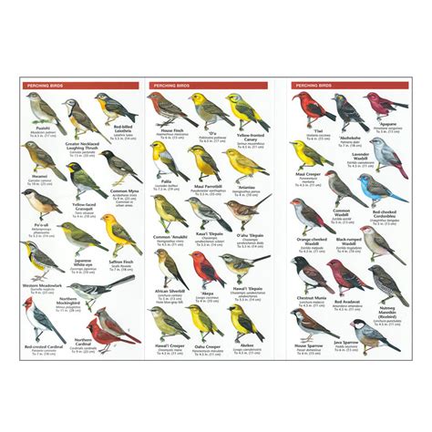 ID Card: Hawaiʻi Birds, an Introduction to Familiar Species – Hawaii ...