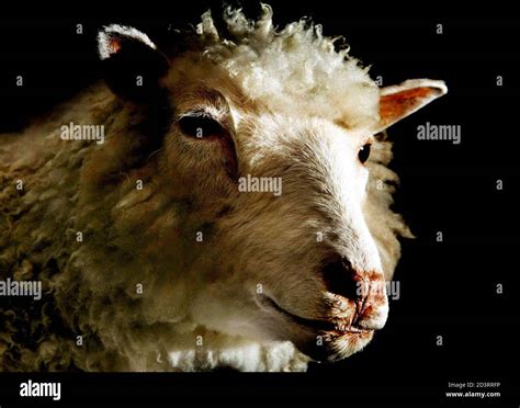 Dolly the sheep museum hi-res stock photography and images - Alamy