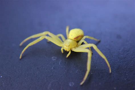 NJ Spiders | Pictures of Spiders in New Jersey - Western Pest Services