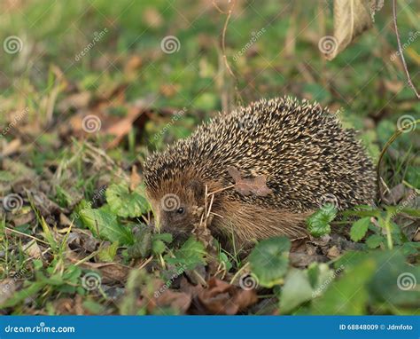 Gedetailleerd Beeld Van De Europese Egel in Het Hout in De Lente Vlak Na De De De Winterslaap of ...