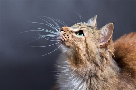 9 Interesting Facts About Cat Whiskers You Need to Know - Catster