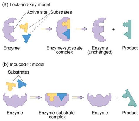 Enzymes