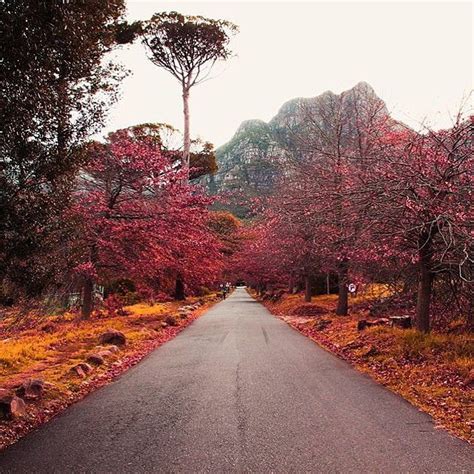 Is anybody else fall-ing for Autumn in #SouthAfrica? Photo credit: @chloejeanellis on Instagram ...