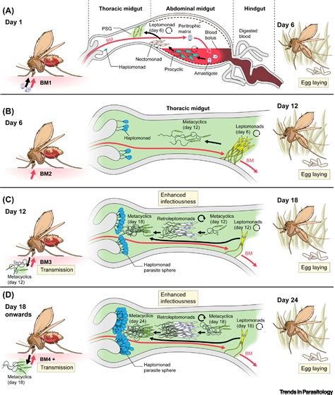 Leishmaniasis: the act of transmission: Trends in Parasitology