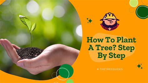 How To Plant A Tree? Step By Step - Procedure Explained