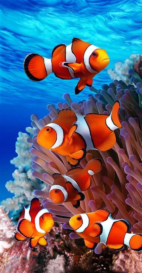 Share more than 124 iphone clownfish wallpaper 4k super hot - xkldase.edu.vn