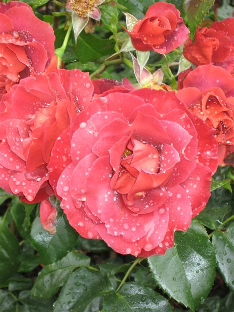 hot chocolate | "Hot Chocolate" floribunda rose. Breeder: Ca… | Kateshortforbob | Flickr