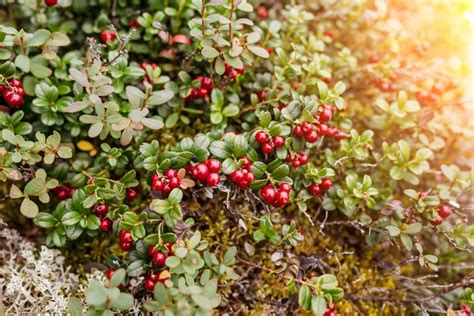 Cranberry Vine Care – How To Grow Cranberries In Your Garden