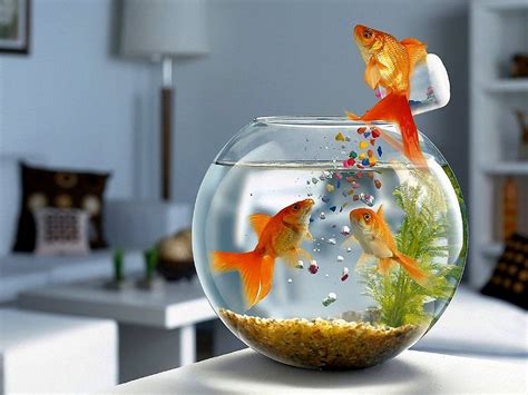 Gold Fish Wallpapers