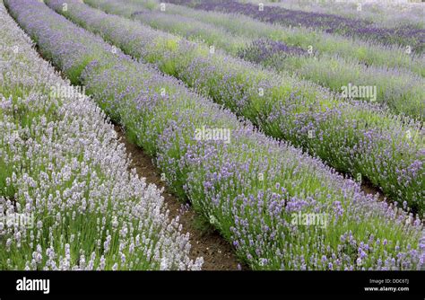 fields of lavender at the norfolk lavender farm at heacham norfolk ...