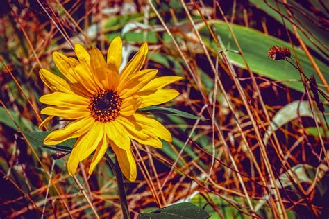 10,000+ Free Sunflowers & Flower Images - Pixabay