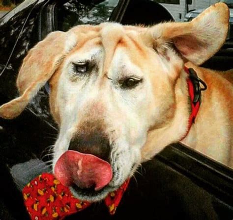 Dog With Facial Deformity Can’t Get A Home, But The Perfect Person Sees His True Beauty ...