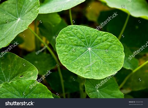 Round Green Leaf Stock Photo 33324199 : Shutterstock