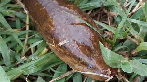 Kenali Ikan Belut Sawah!! - Umpan