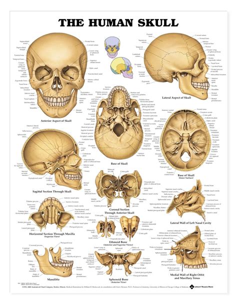 Human Skull Poster - perfect for illustrators for reference: http://www.4anurse.com via @Skull ...