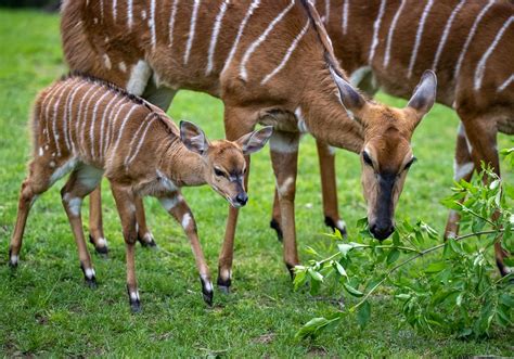 Baby boom: Endangered animals finding new life at Pittsburgh Zoo and ...