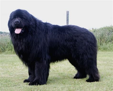 25 Awesome Newfoundland Dog Pictures And Photos | Newfoundland puppies ...