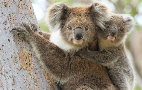 Les koalas ne sont pas près de l’extinction en Australie | Le Devoir