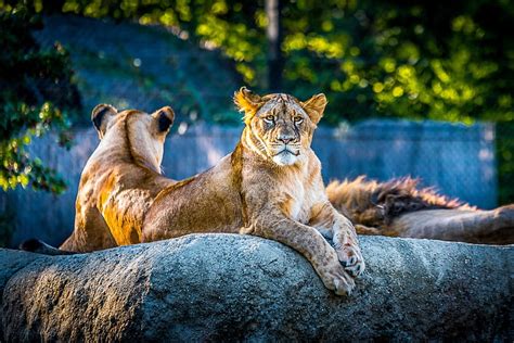 león para descargar para pc, Fondo de pantalla HD | Wallpaperbetter