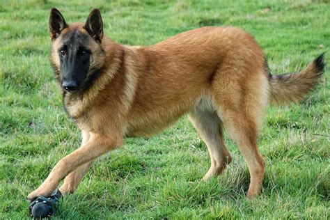 Belgian Malinois Temperament Is This Breed Right For Your Family